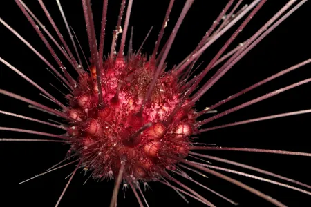 A close-up of an urchin found on the deep-sea expeditions in the Clarion-Clipperton Zone
