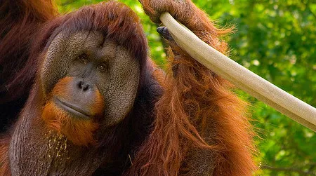 Adult male orangutans have large cheek pads and a big throat pouch, but it can take decades to develop such traits.