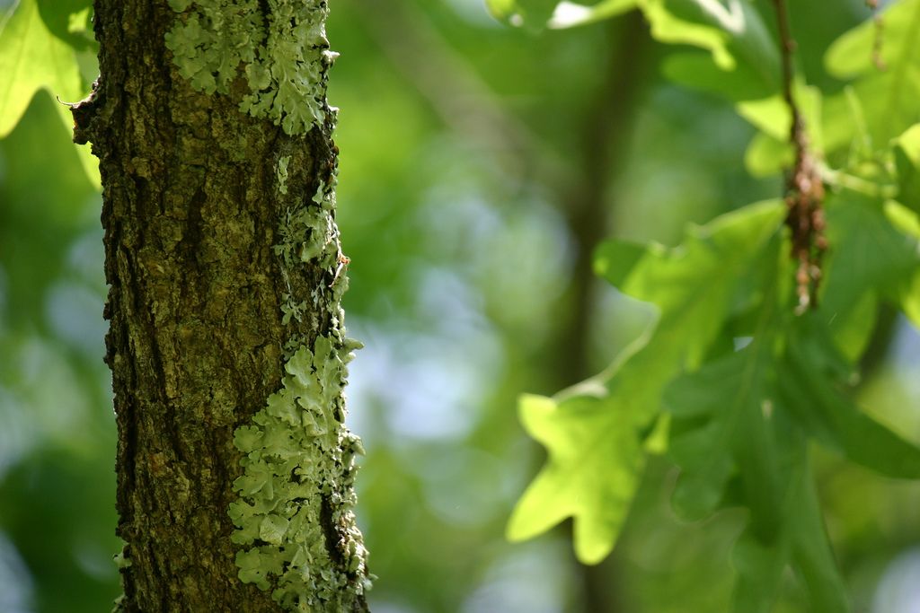 This is lichen growing in a 3rd generation Charter Oak (meaning this