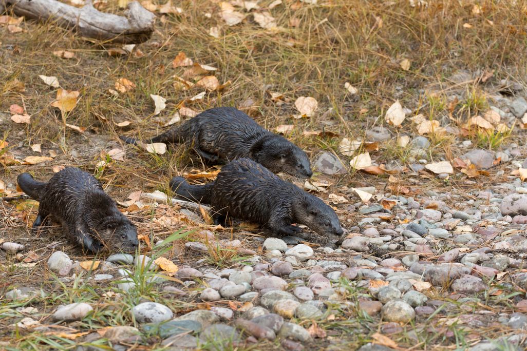 Three river otters