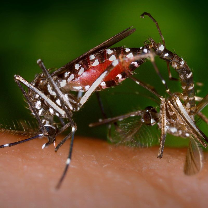 Mosquito Drone Technology