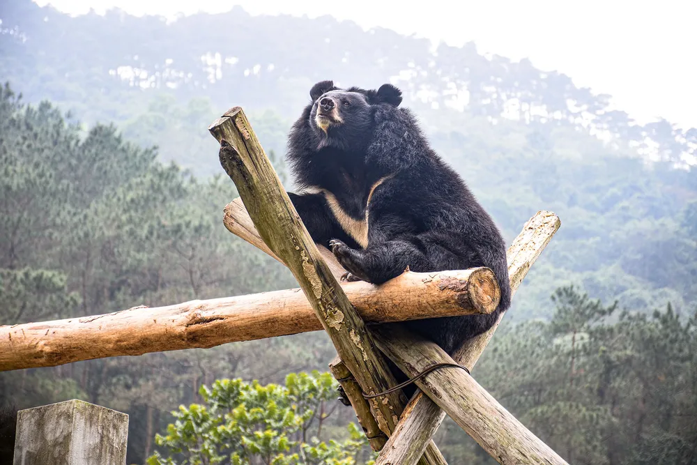 Bear Sitting on Logs