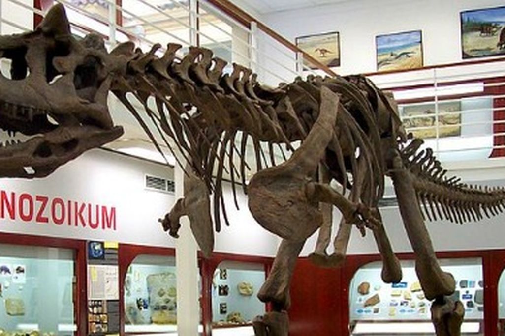 The skeleton of Carnotaurus at the Chlupáč Museum in Prague