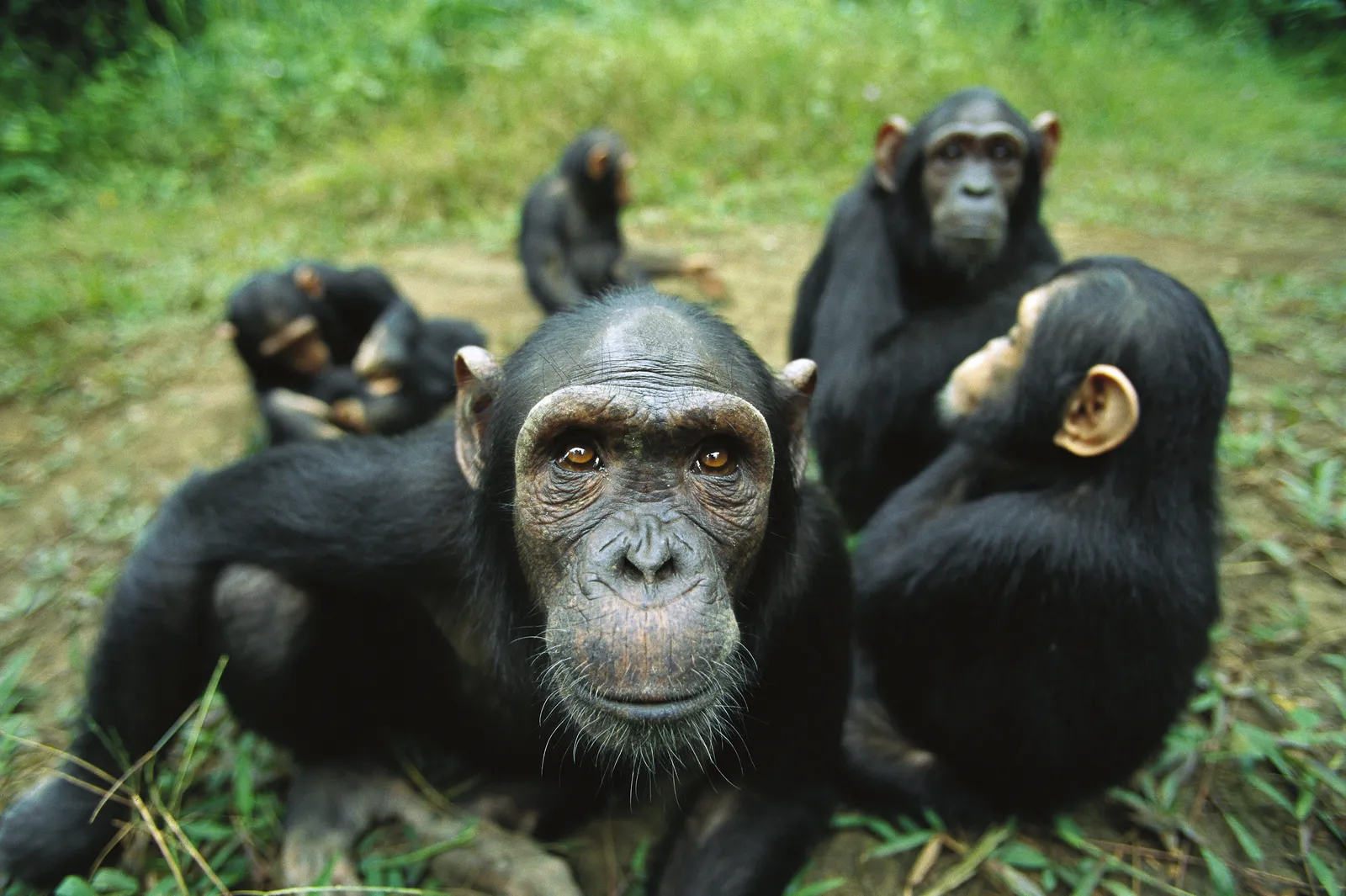 Why Don't Chimpanzees Have Long, Luscious Locks? | Smart News| Smithsonian  Magazine