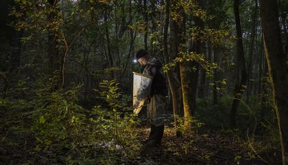 The Illuminating Science Behind Fireflies