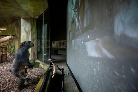 As they have gotten more comfortable with screen-time, the chimps have shown human-like behaviors like bringing over food like nuts to snack on as they watch.