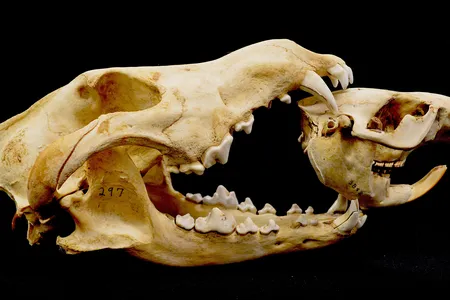 A new study finds beaver-eating wolves alter the landscape in Voyageurs National Park in Minnesota by changing the number and distribution of beaver ponds.