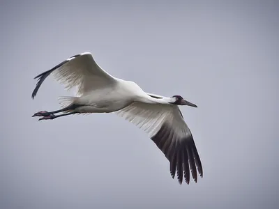 An endangered whooping crane