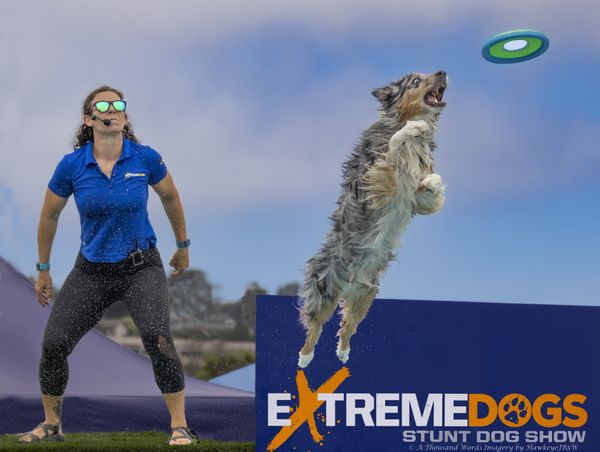 Transfixed Airbourne Frisbee Dog (At The fair) thumbnail