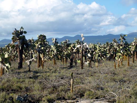 Prickly pear cactus