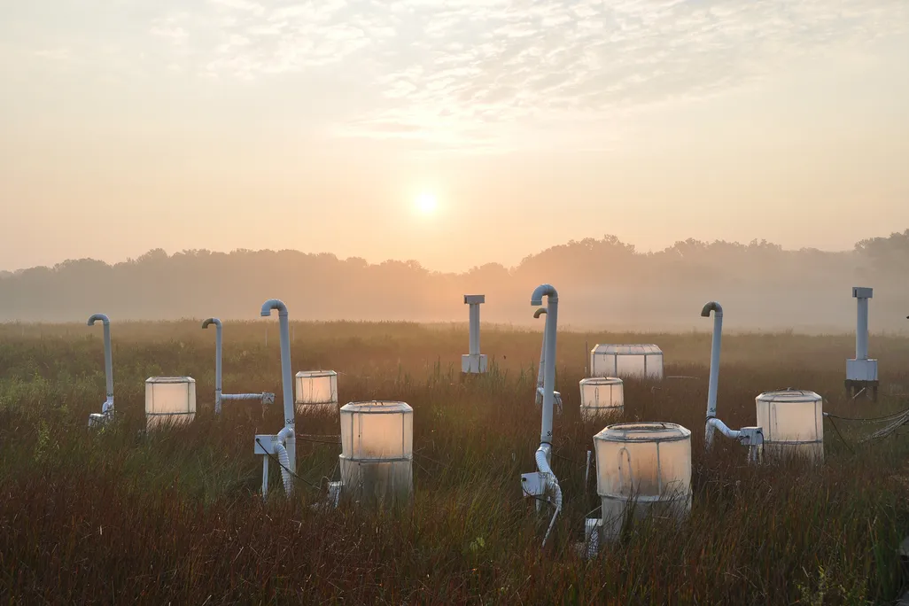 SERC Marsh