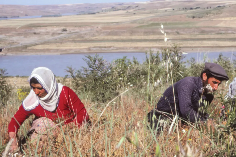 farmers looking through grain in field