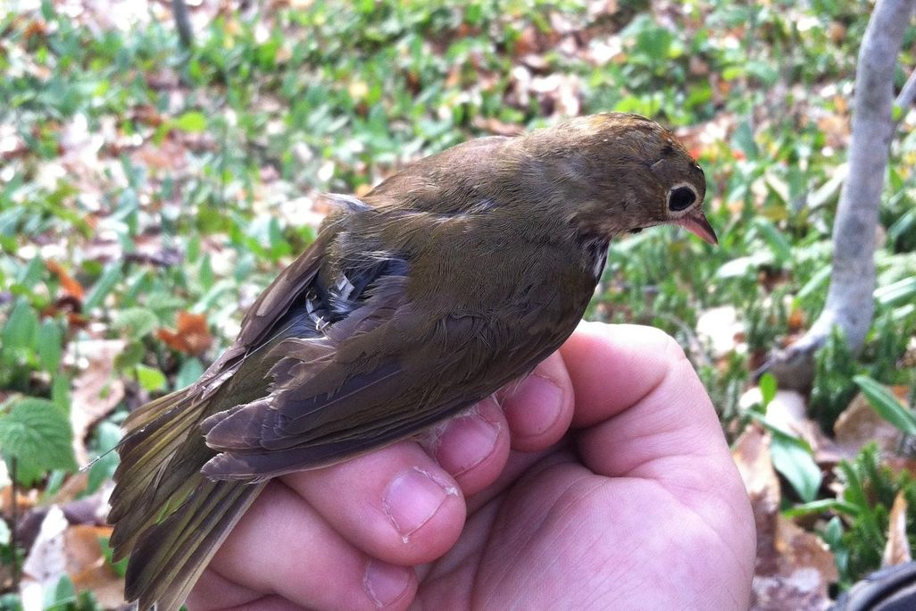 Bird2.jpg
