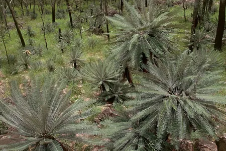 Cycads growing in Litchfield National Park in Australia.