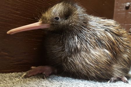 The baby kiwi, a member of an endangered species, emerged into the world this July.