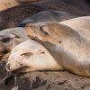 San Diego Closes Popular Beach for Seven Years to Protect Sea Lions icon