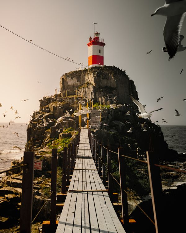 Lighthouse is a real birds nest.