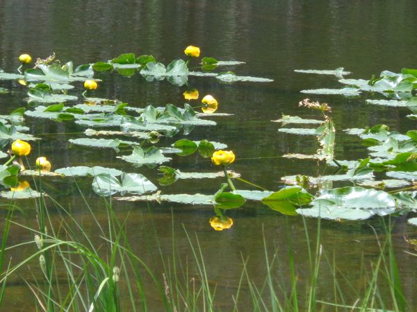 Water lilies on the pond. thumbnail