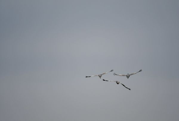 Taking Off - Sandhill Cranes thumbnail