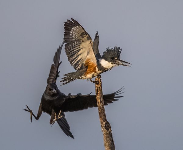 crow and  belted kingfisher thumbnail