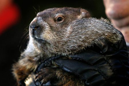 Punxsutawney Phil, the weather prognosticating groundhog, makes his appearance during the Groundhog Day celebration at Gobblers Knob in Punxsutawney, Pennsylvania.