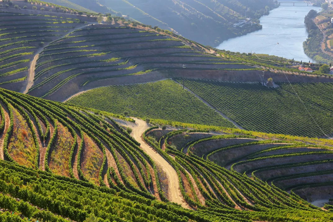 A path through the vineyards of Portugal's Douro River Valley