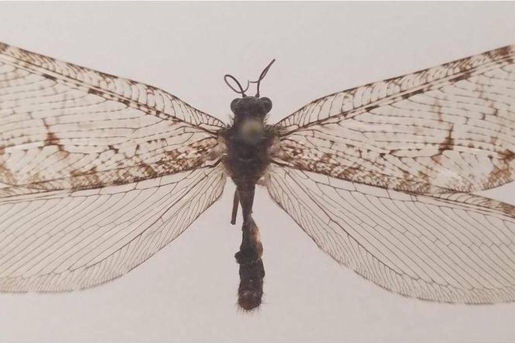 Large winged bug with semi-translucent wings