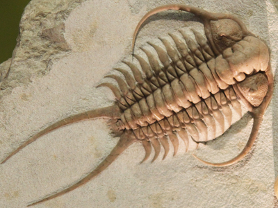 Trilobites were among the casualties of the great mass extinction at the end of the Permian era.