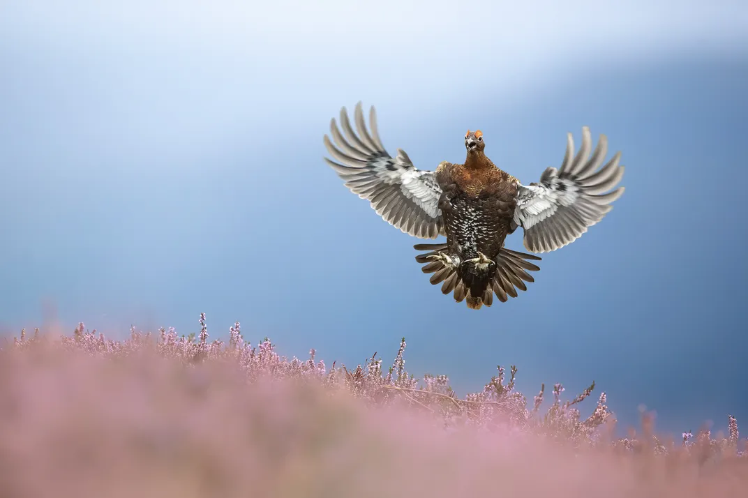 a rotund bird, wings outstretched, flies in for a landing over a purple-red field of heather. Its head and torso are red, and its wings are white and black