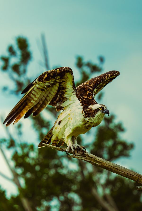 Osprey Prepares for Flight thumbnail