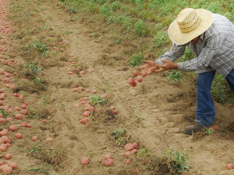 Potatoe Farmer Smithsonian Photo Contest Smithsonian Magazine