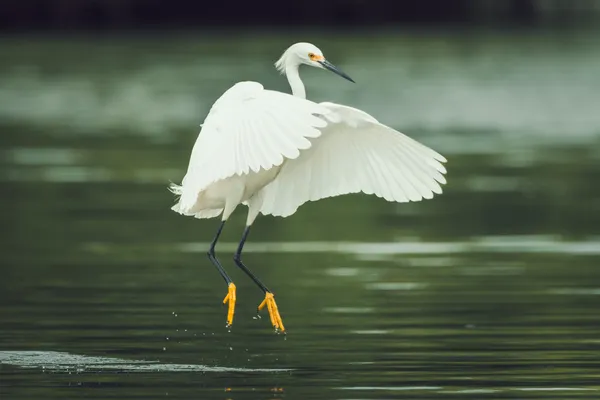 Snowy Egret thumbnail