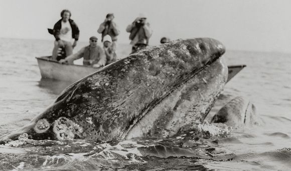 Adventurers on a Smithsonian Associates outing in 1972 get a close-up view of California gray whales off the Baja California peninsula.
