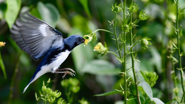 Black-Throated Blue Warbler thumbnail
