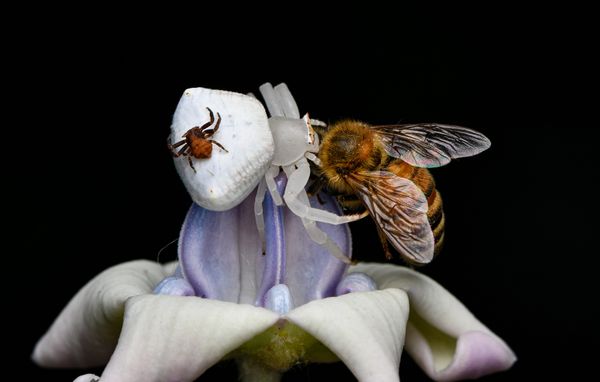 HUNTING WITH MATING thumbnail