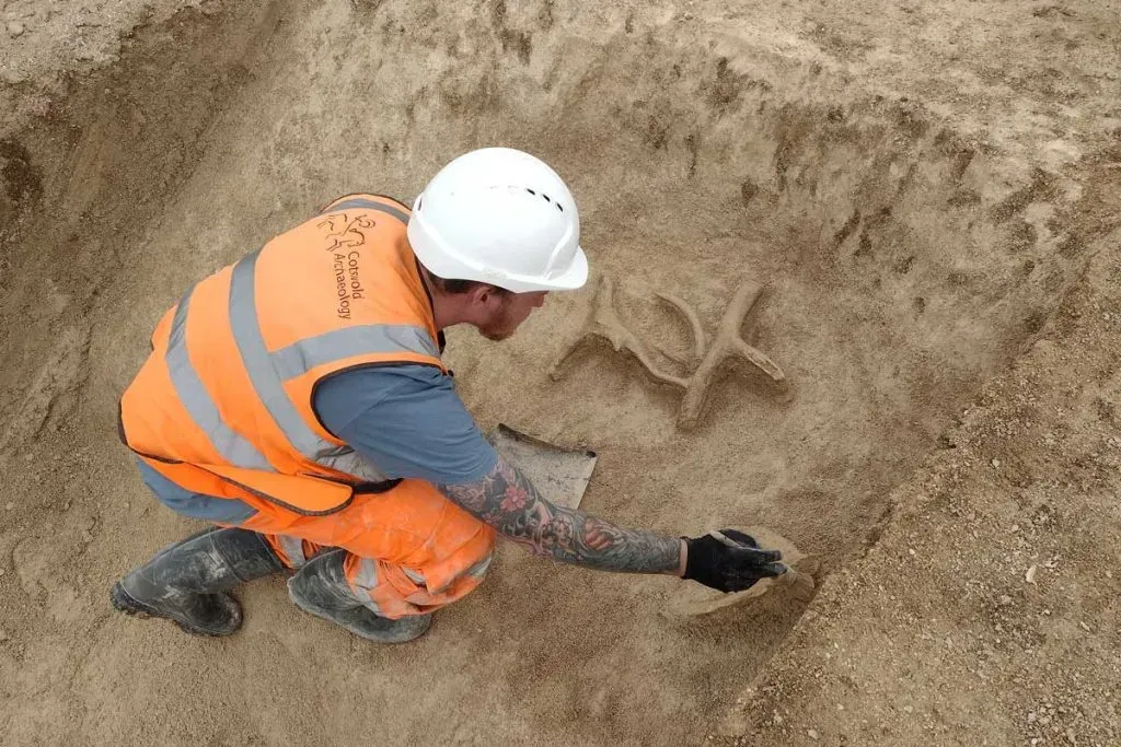 Archaeologist excavating antlers