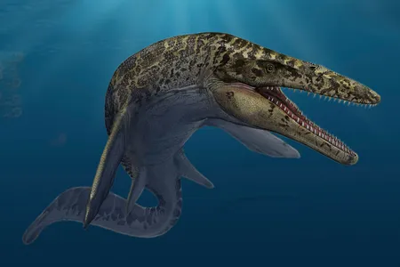 Exceeding 50 feet in length, Mosasaurus hoffmannii was among the largest mosasaurs.