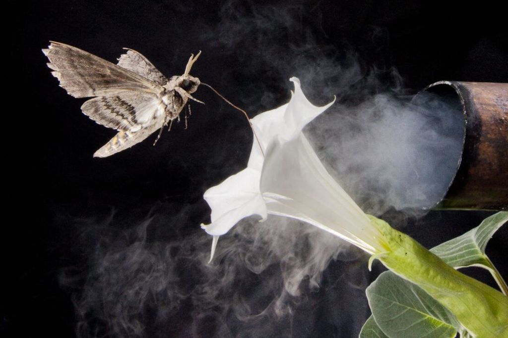 A photo-illustration of a hawk moth landing on a primrose flower, with an exhaust pipe polluting the interaction.