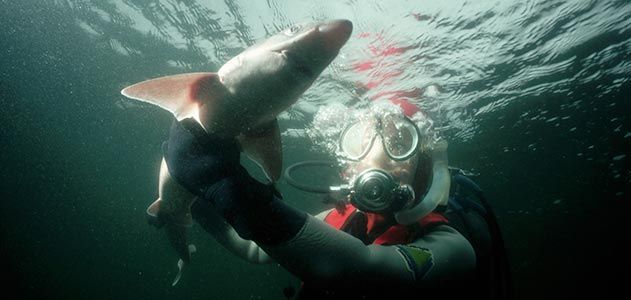 Stopping Sharks by Blasting Their Senses, Science