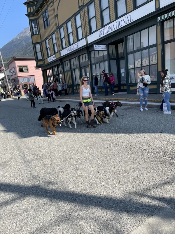 A dog sitter walking with nine dogs at Skagway Alaska thumbnail