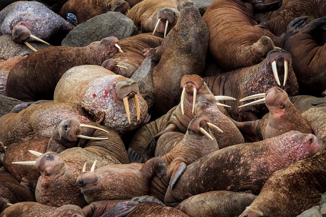Mature walrus male and his fellows | Smithsonian Photo Contest ...