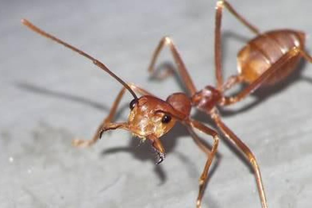 antgist.jpg
