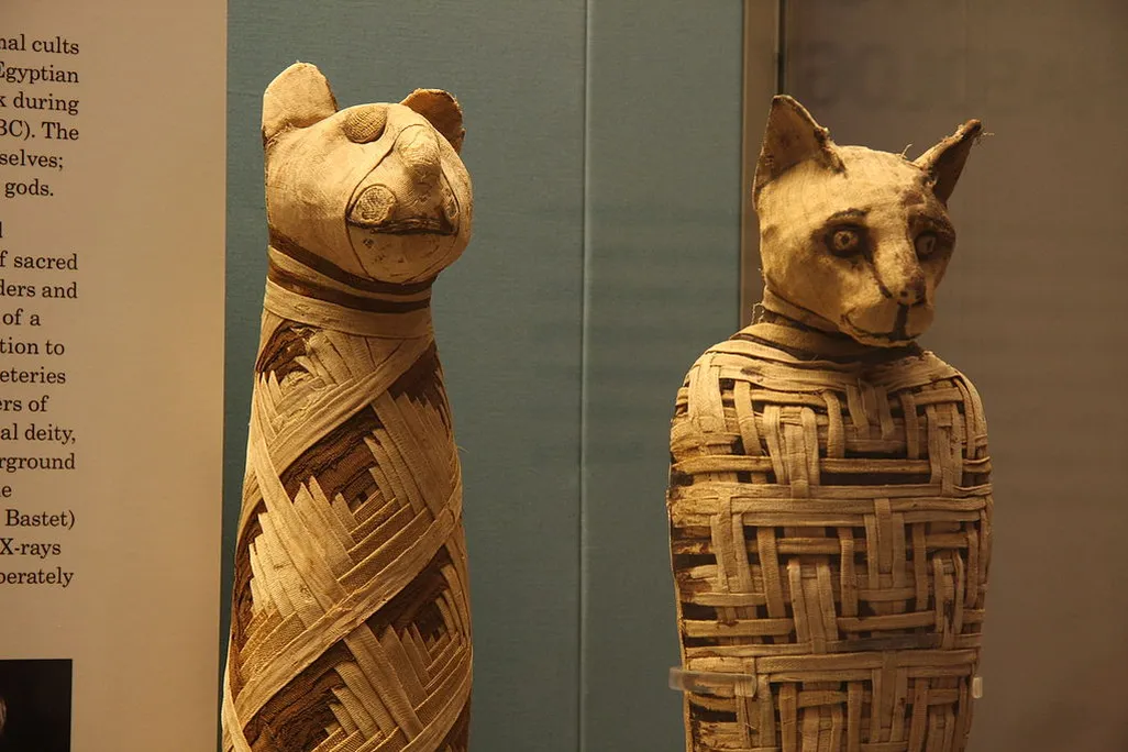 animal mummies