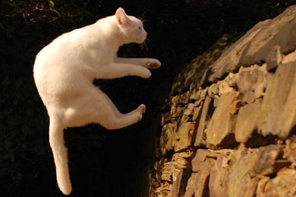 Do cats always land on their feet?