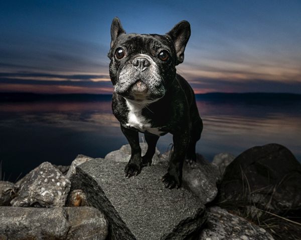Frenchie on the Rocks thumbnail