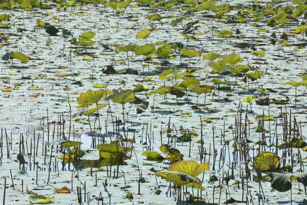 Lotus leaves in the pond thumbnail