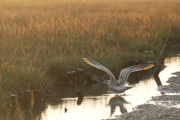 gull in sunset thumbnail