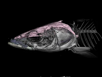 Meet the Scientist Using Micro-CT Scans to Explore Big Questions About Evolution image