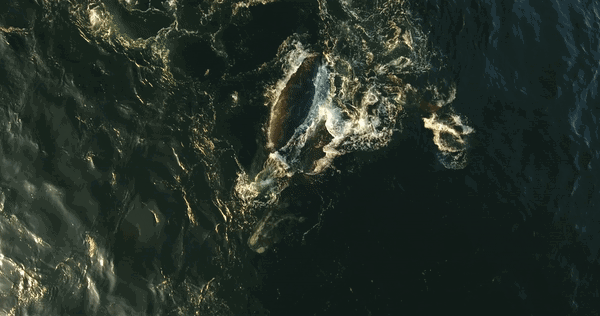 Right Whales Gif