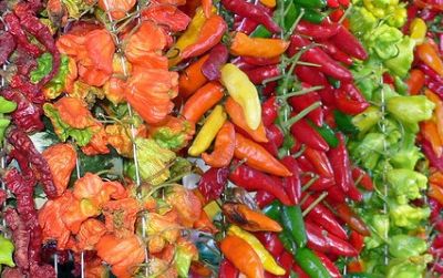 If spicy fruits are helpful to a chili plant, why aren't all chili peppers hot?